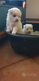 Cucciole Volpino razza antica