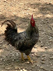 Gallo amarok