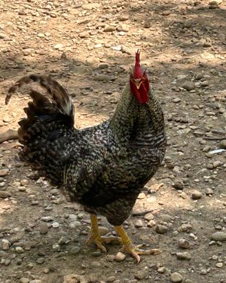 Gallo amarok