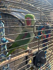 Grande Alessandrino + Calopsite