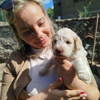Cuccioli di lagotto romagnolo con pedigree