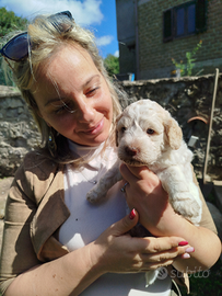 Cuccioli di lagotto romagnolo con pedigree