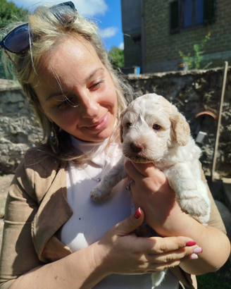 Cuccioli di lagotto romagnolo con pedigree