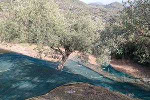 Oliveto localita' badde manna