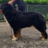 Bovaro del bernese maschio per monte