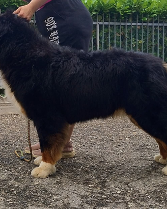 Bovaro del bernese maschio per monte