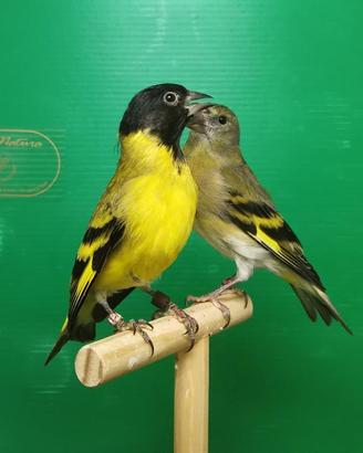 Lucherino testa nera