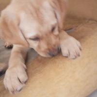 Purissimi cuccioli di labrador genitori visibili