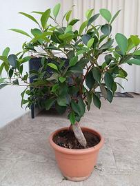 pianta Ficus