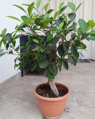 pianta Ficus