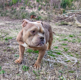 American bully