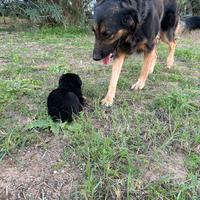 Cagnolini