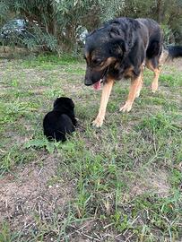 Cagnolini