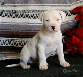 Dogo argentino