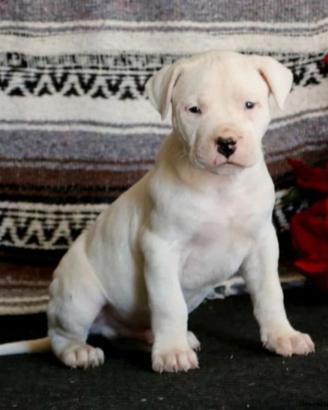 Dogo argentino