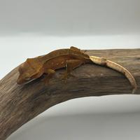 Red phantom geco ciliatus