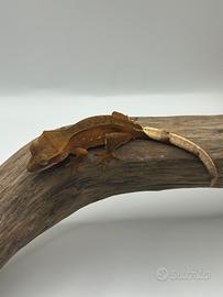 Red phantom geco ciliatus