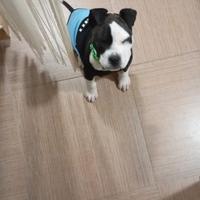 Amstaff maschio bianco e nero