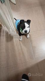 Amstaff maschio bianco e nero