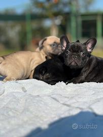 Cucciola di bulldog francese