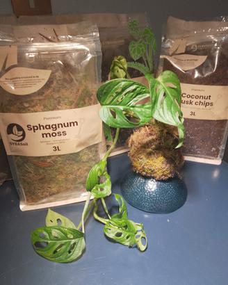 Kokedama Monstera “monkey mask”