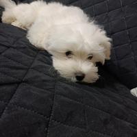 Cucciolo maltese