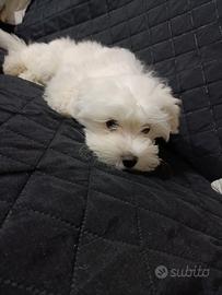 Cucciolo maltese