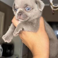 Chihuahua pronto per accoppiarsi