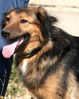 Meravigliosa mix border collie aspetta una famigli