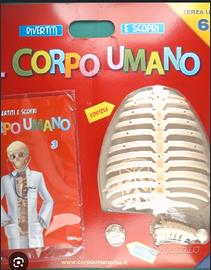 il corpo umano