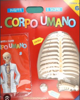 il corpo umano