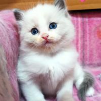 CUCCIOLI ragdoll disponibili