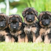 Cuccioli di pastore tedesco disponibili