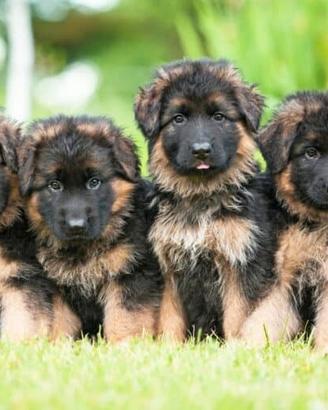 Cuccioli di pastore tedesco disponibili