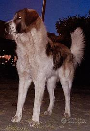 Cane da pastore dell'Asia Centrale