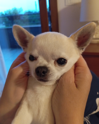 Monta chihuahua