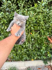 Cuccioli di gattini scottish straight e fold