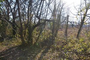 Monfalcone: terreno agricolo