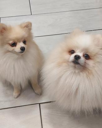 Spitz di pomerania