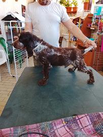 Cocker spaniel inglese
