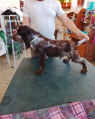 Cocker spaniel inglese