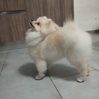 Spitz Pomerania tedesco toy per monta