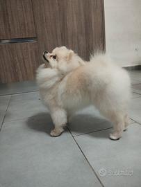 Spitz Pomerania tedesco toy per monta