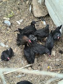 Olivegger e Marans