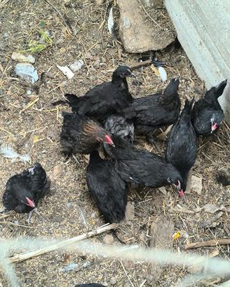 Olivegger e Marans