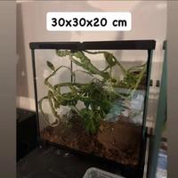 Due teche uguali in vetro con apertura superiore