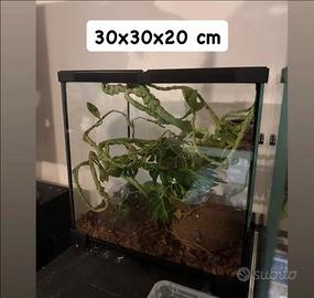 Due teche uguali in vetro con apertura superiore