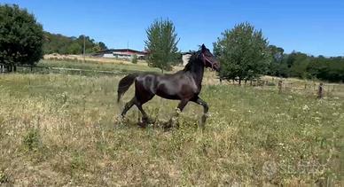 Barockpinto Maschio