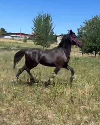 Barockpinto Maschio