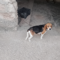 Cane da caccia Beagle